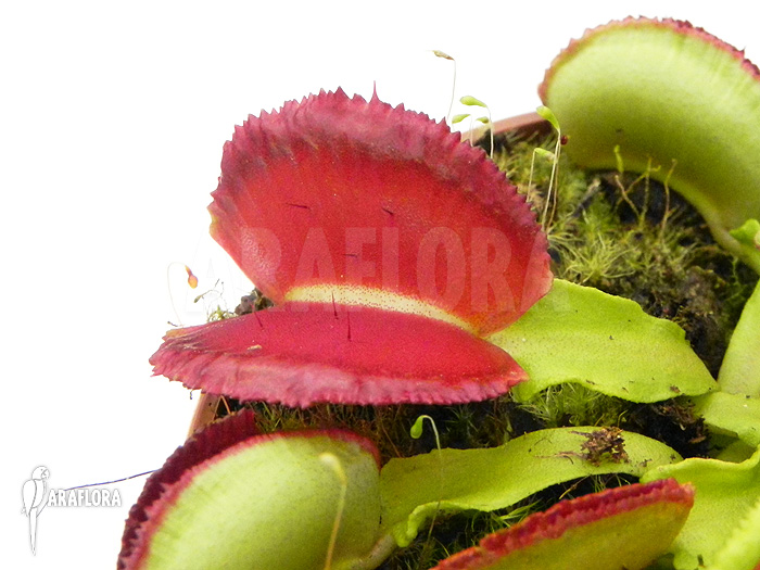 Dionaea muscipula ‘Space’