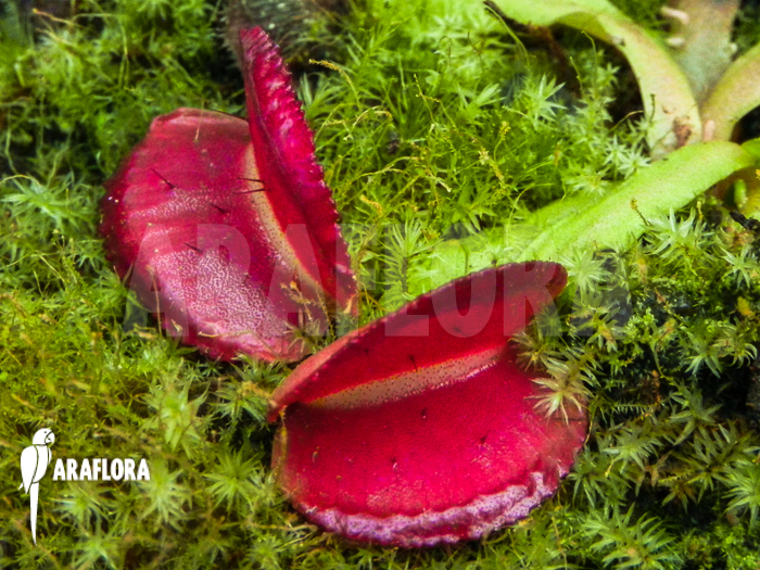 Dionaea muscipula ‘Space’ starter