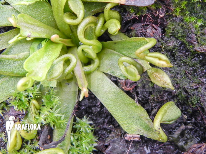 Dionaea muscipula ‘Spaghetti’