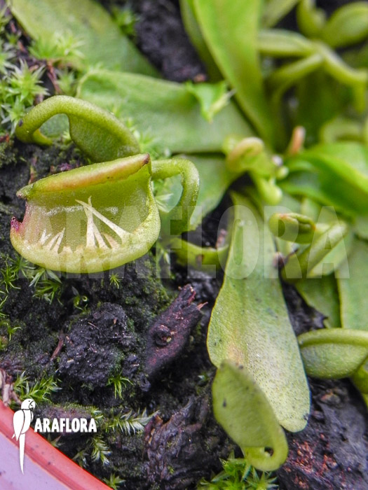 Dionaea muscipula ‘Spaghetti’