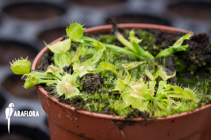Dionaea muscipula ‘Spiderman’