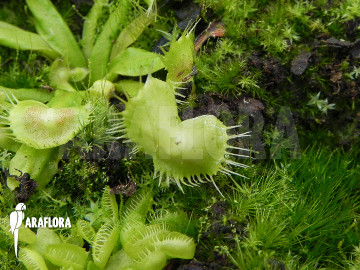 Dionaea muscipula ‘Spiderman’