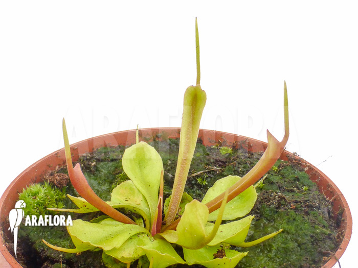 Dionaea muscipula ‘Stingray’