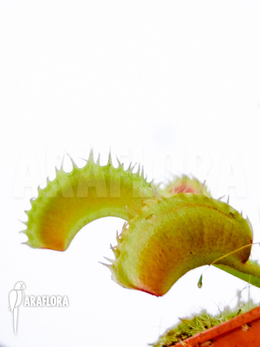 Dionaea muscipula Toy Boy
