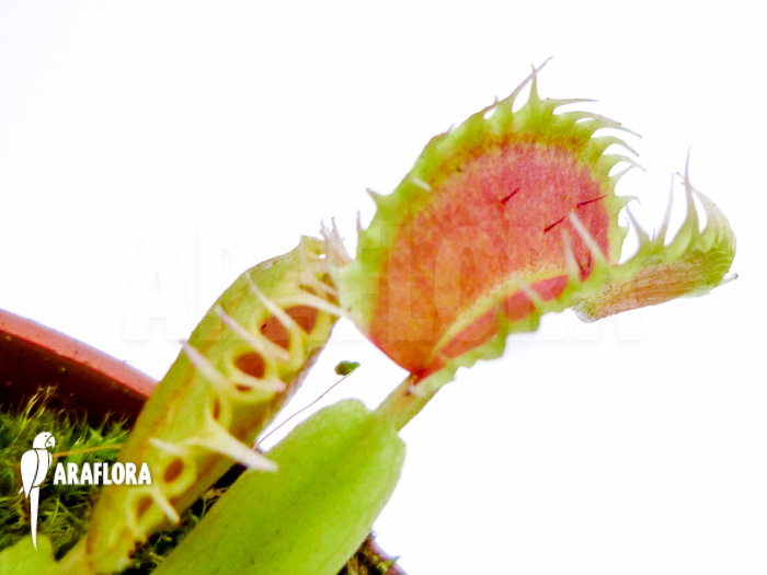 Dionaea muscipula Toy Boy