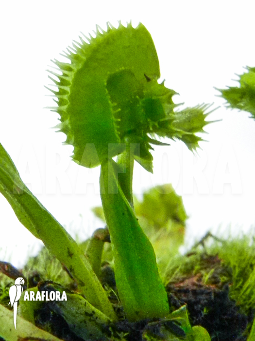 Dionaea muscipula ‘Tremor’ plug plant