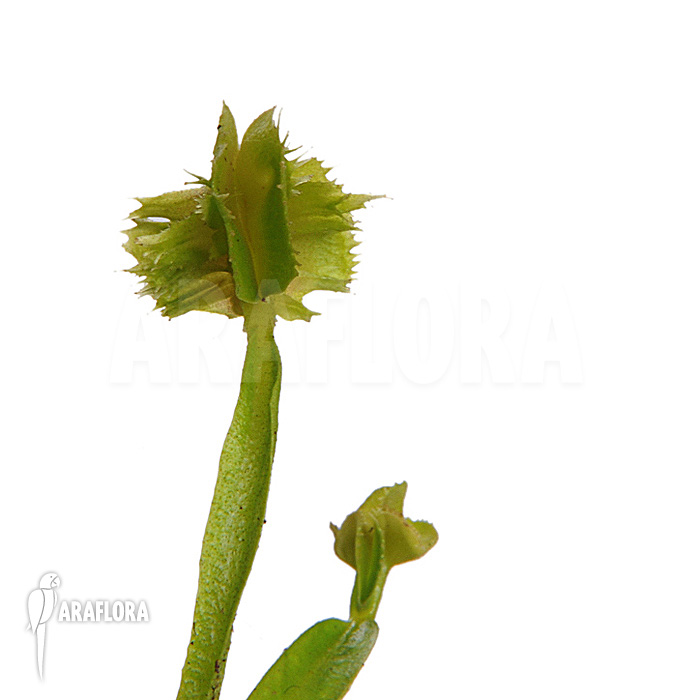 Dionaea muscipula ‘Tremor’
