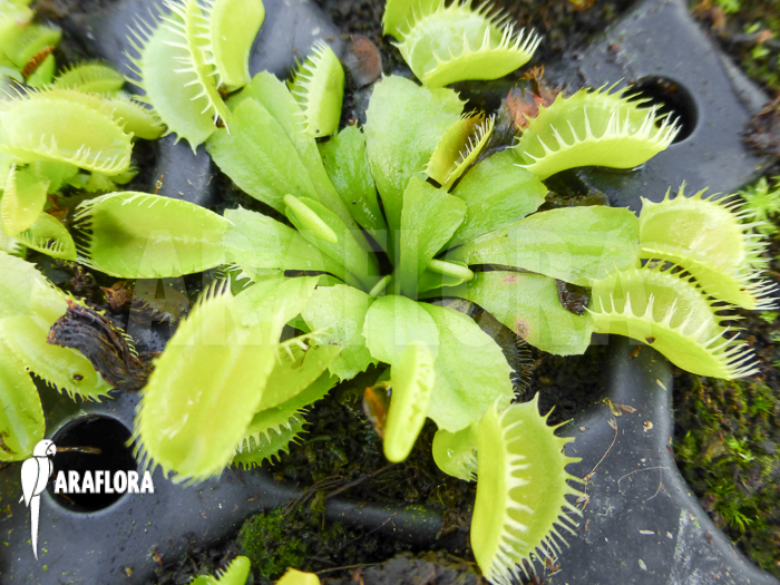 Dionaea muscipula ‘Triton Starter’