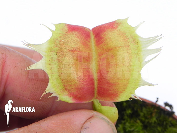 Dionaea muscipula ‘Trump’