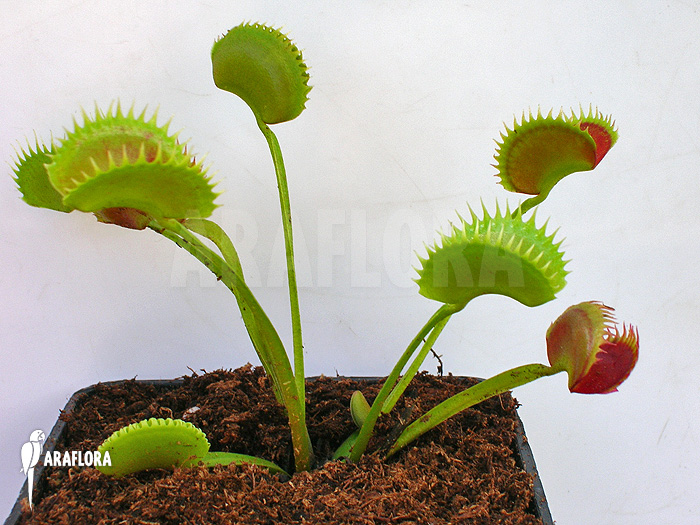 Dionaea muscipula ‘UK sawtooth I’