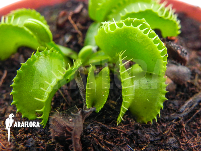 Dionaea muscipula ‘Werewolf Ara’