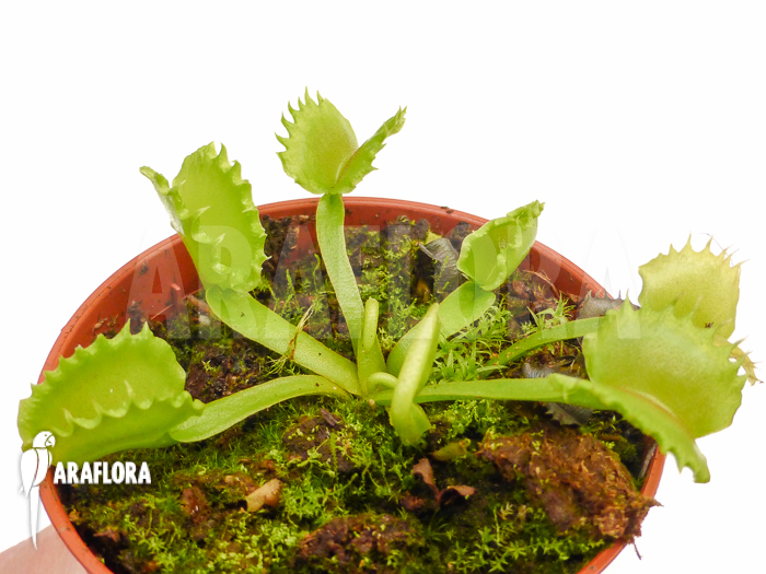 Dionaea muscipula ‘Werewolf’ ‘Starter’