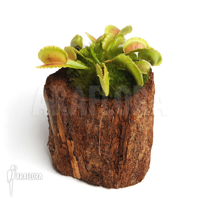 Dionaea muscipula ‘Whale’