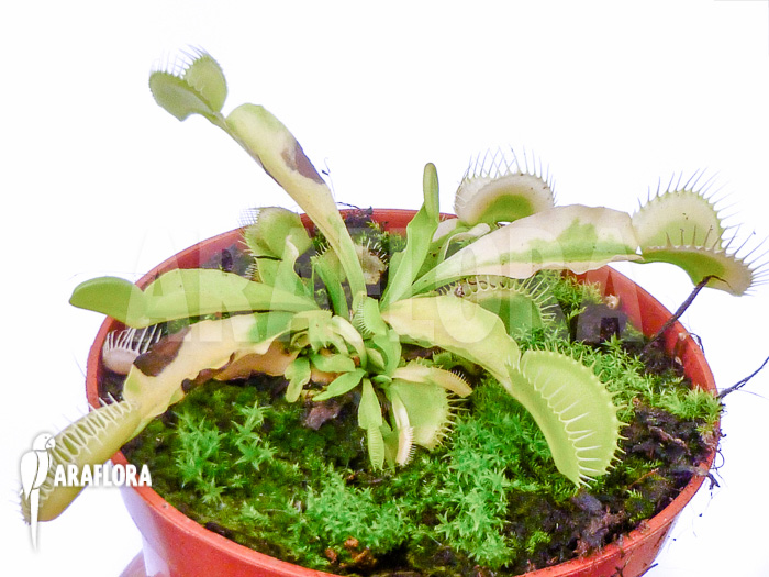 Dionaea muscipula White cringo