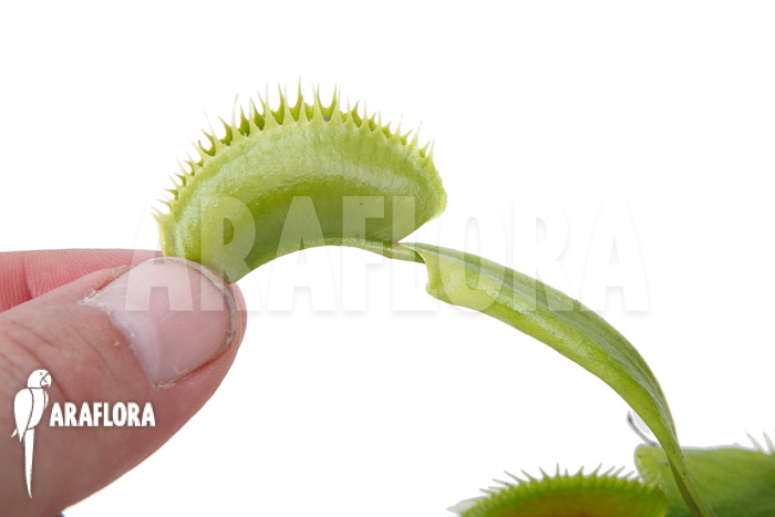 Dionaea muscipula ‘la grosse a gui gui’
