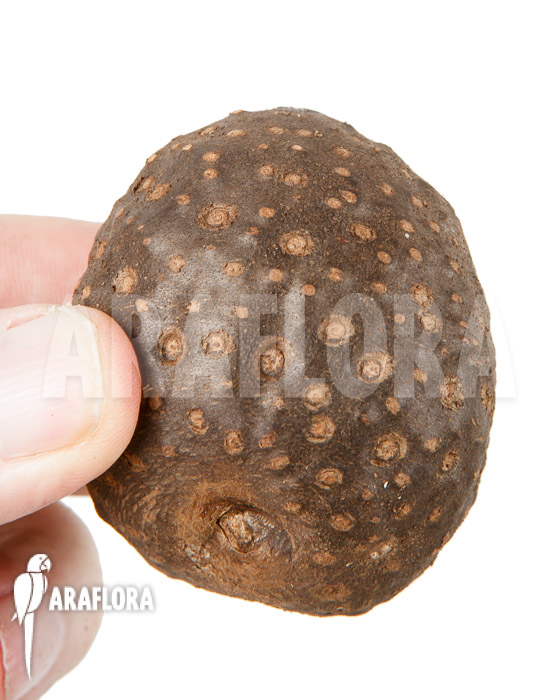 Dioscorea bulbifera ‘L’