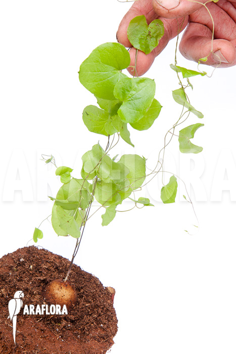 Dioscorea elephantipes ‘S’