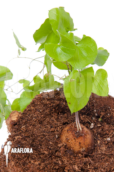 Dioscorea elephantipes ‘S’