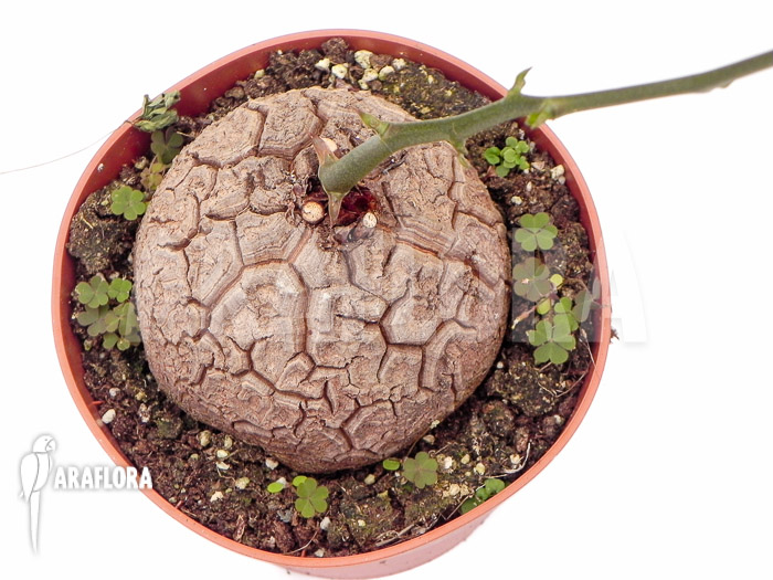 Dioscorea macrostachya ‘M’