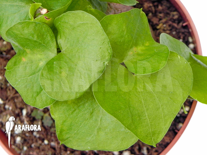 Dioscorea macrostachya ‘M’