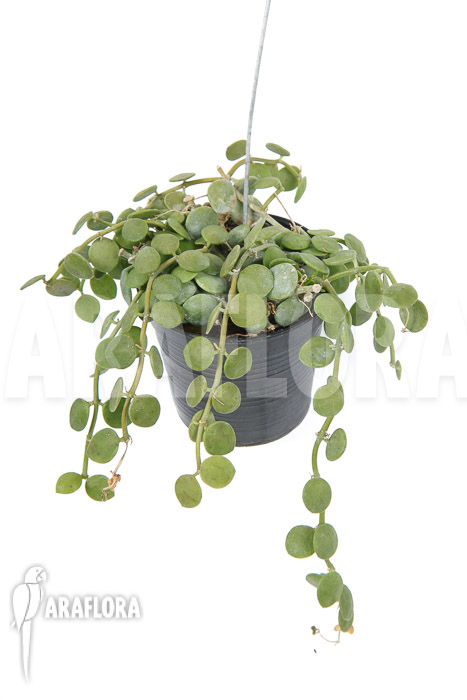 Dischidia nummularia ‘Button’