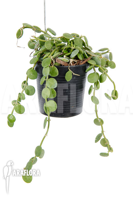 Dischidia nummularia ‘Button’