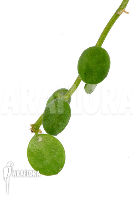 Dischidia nummularia ‘Button’