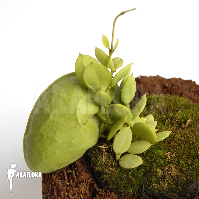 Dischidia pectinoides