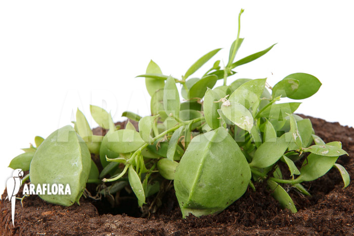 Dischidia pectinoides ‘Type B’