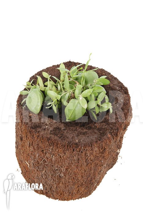 Dischidia pectinoides ‘Type B’