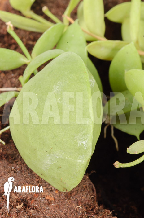 Dischidia pectinoides ‘Type B’