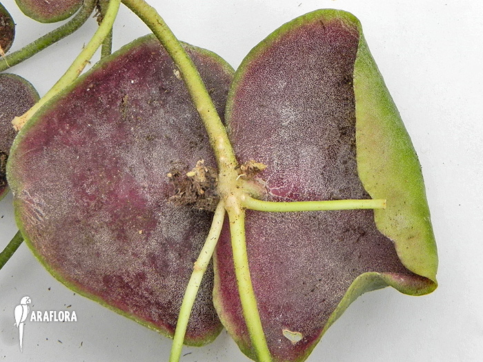 Dischidia platyphylla