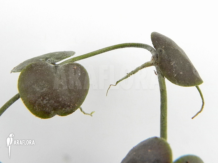 Dischidia platyphylla ‘Type A’