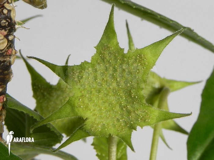 Dorstenia-foetida-6