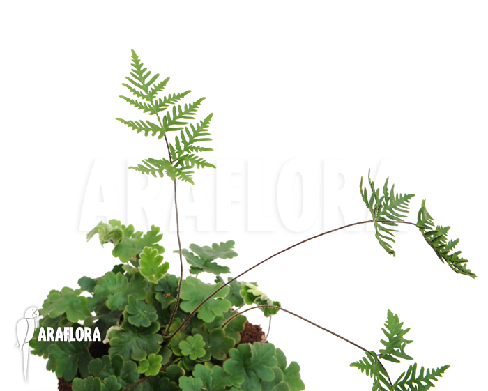 Doryopteris cordata ‘Antenna fern’