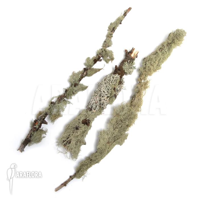 Dried mosses on branche