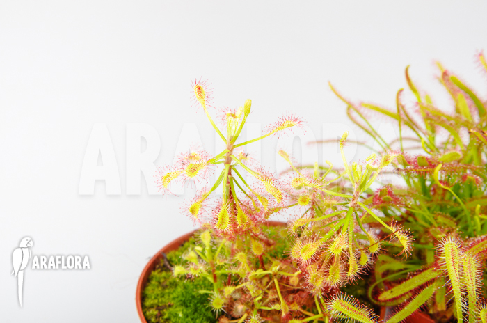 Drosera South Africa Package 5