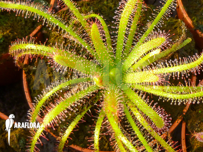 Drosera alba