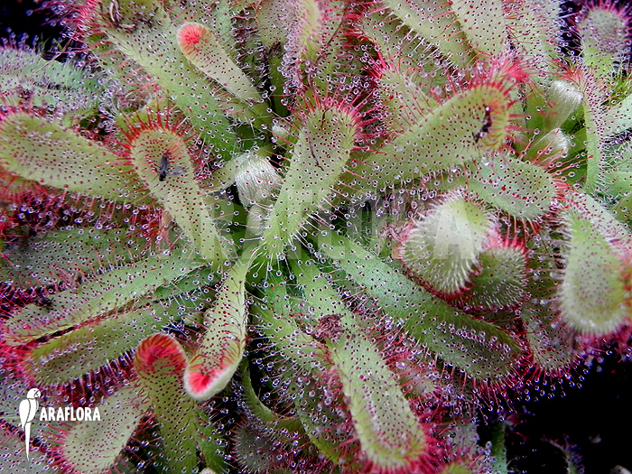 Drosera aliciae