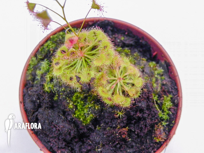 Drosera andersoniana