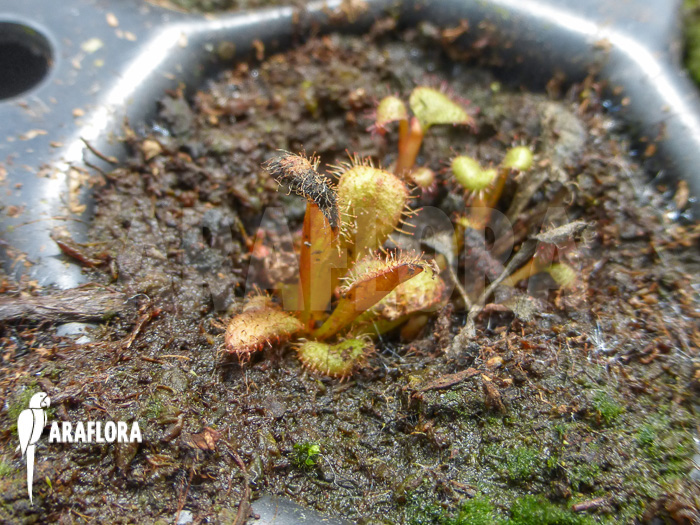 Drosera browniana