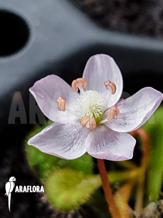 Drosera browniana flower