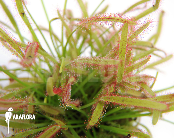 Drosera capensis
