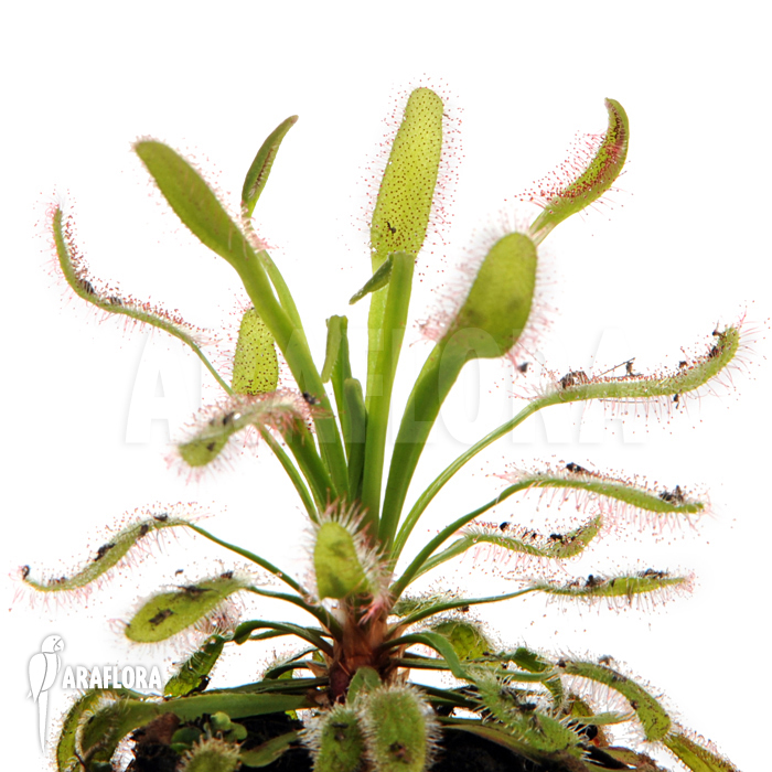 Drosera capensis ‘Wide leaf’