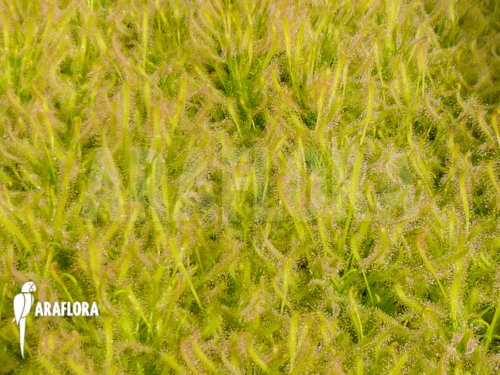 Drosera capensis ‘Alba field’