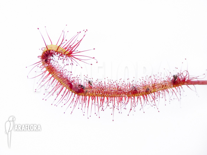 Drosera capensis ‘Red’