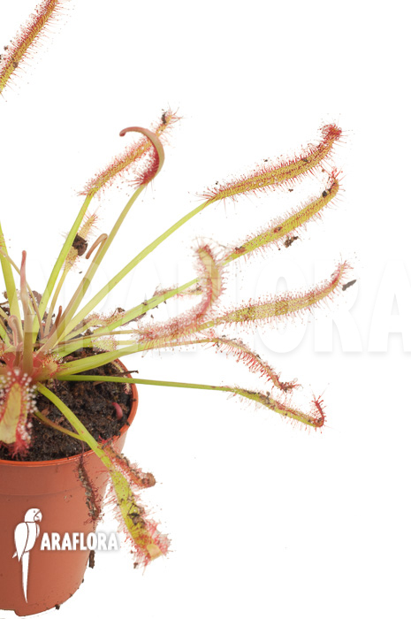 Drosera capensis ‘Red’