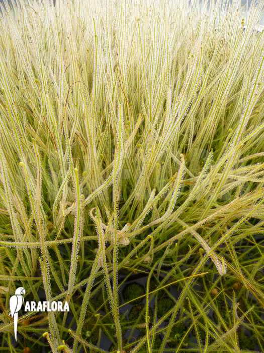 Drosera filiformis var. tracyi