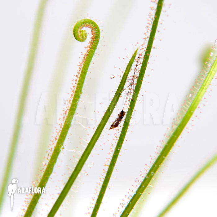 Drosera filiformis var. tracyi