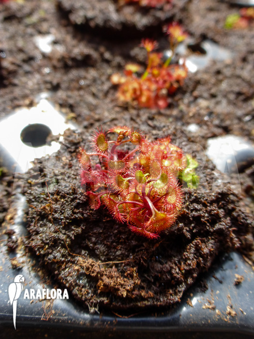 Drosera fimbriata